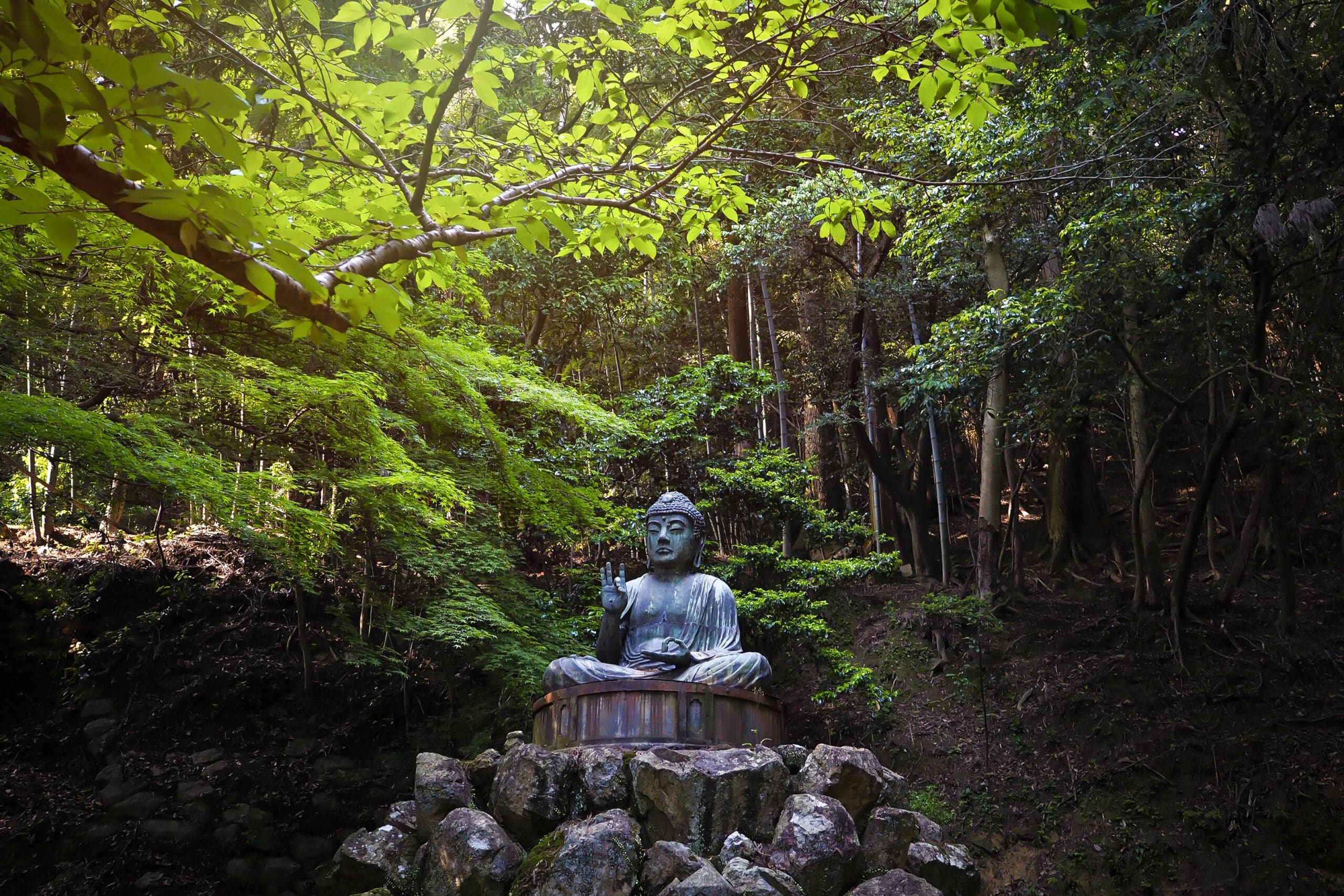 Seated Buddha statue in lush forest clearing