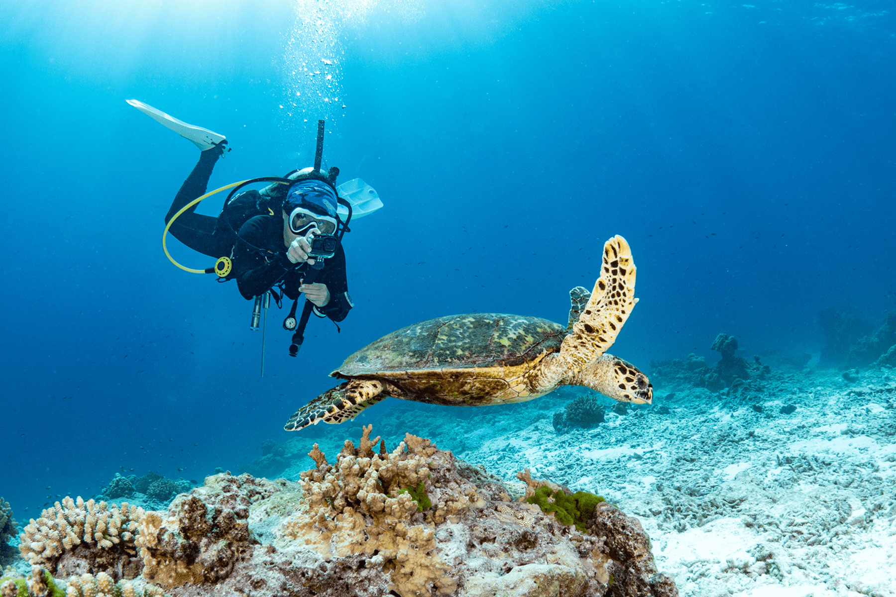 Scuba diver observing green sea turtle near reef
