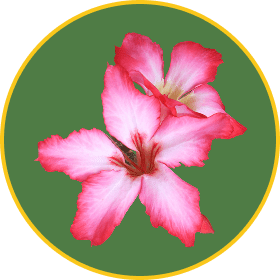 Close-up of pink blossoms with green backdrop