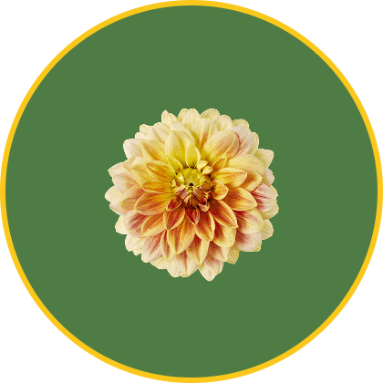 Yellow and pink dahlia on green background