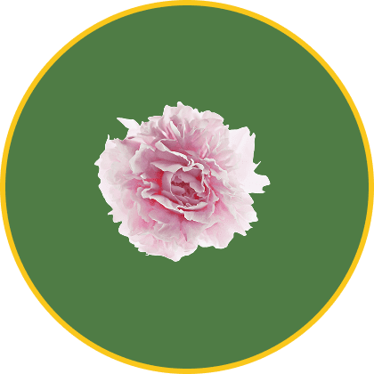 Pink flower on green background