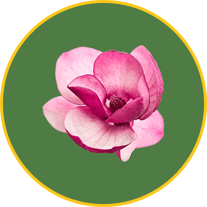 Pink magnolia flower on green background
